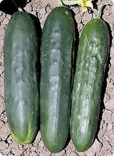 Cucumber Poinsett 76    250 seeds