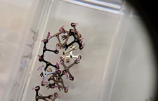 Genuine ETA 2824-2 Pallet Fork, pre-owned for watch repair Swiss Made