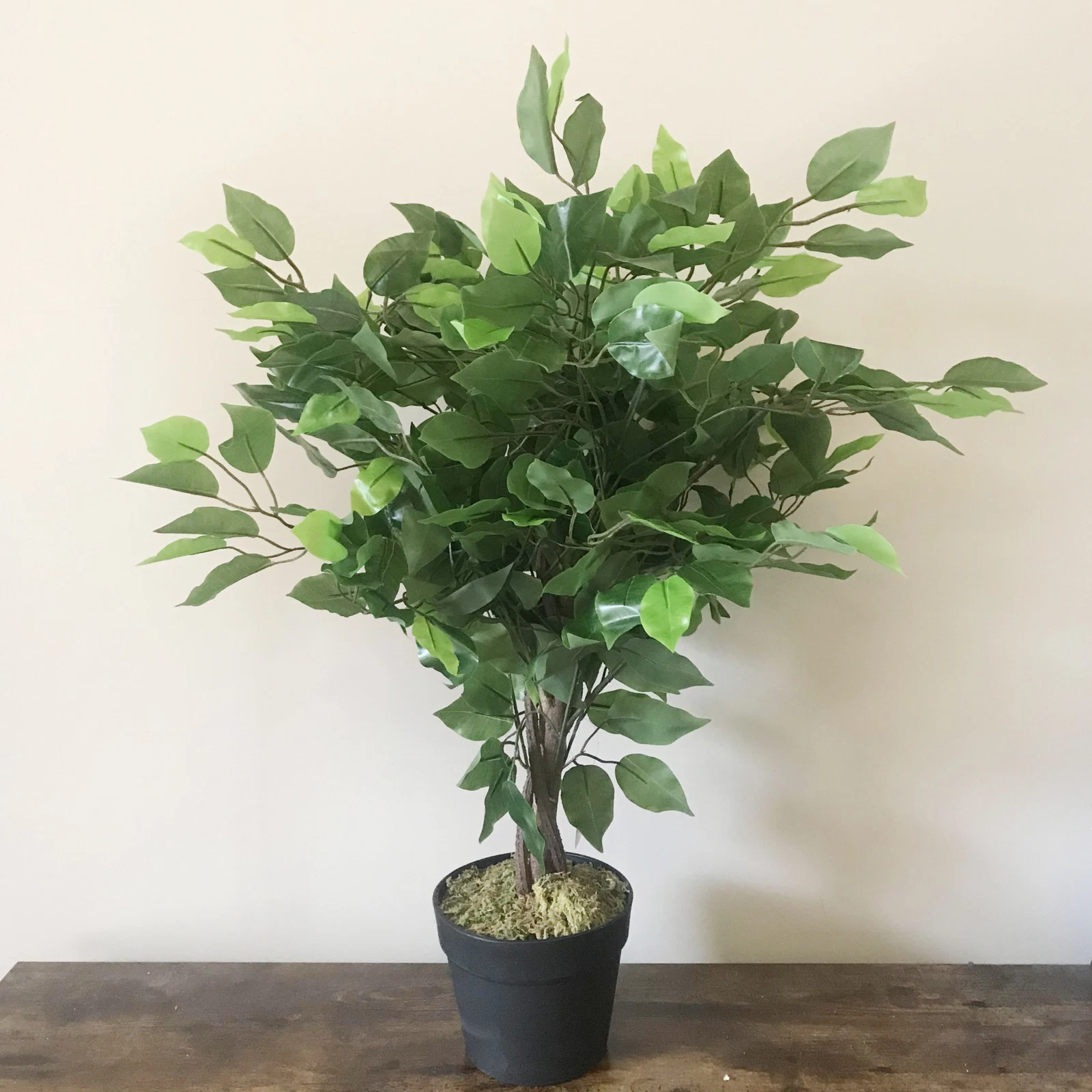 60cm Bushy Ficus - 7562