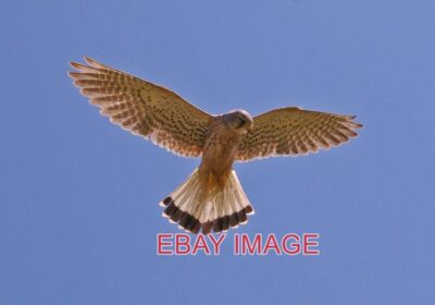 PHOTO  KESTREL (FALCO TINNUNCULUS) KESTREL HOVERING OVER THE CLIFF TOP NEAR BROO