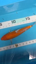 12in Kohaku   Japanese Koi Live Imported KoiGazer