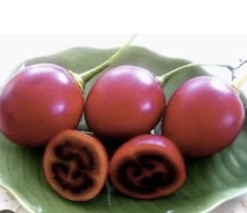 4”-8” Tamarillo Tomato Tree  Plant/ Cyphomandra Betacea, Cà Chua Thân Gỗ