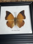 Vintage Lot of 2 Real Butterflies in 5x5” Framed Glass Display TAXIDERMY Rare — photo 3