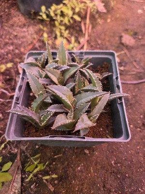 Agave Titanota Oteroi Seedlings FROM SEED!!!