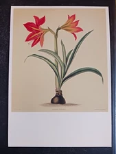 postcard art Priscilla Bury Hexandrian Plants NYPL unposted botanical flowers