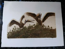 Art Pelicans Signed Dianne Krumel Numbered Colored Etching 118/500