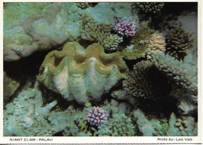Palau (Micronedia) - Riesenmuschel - Postkarte um 1980