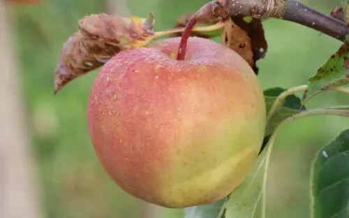 25+ GoldRush Apple Seeds for Garden Planting - USA - FREE SHIPPING!