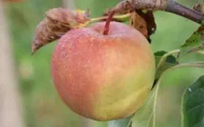 25+ GoldRush Apple Seeds for Garden Planting - USA - FREE SHIPPING!