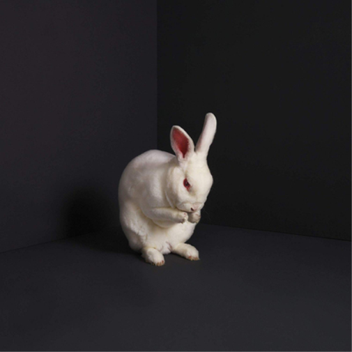 Brume Rabbits (Vinyl LP) 12" Album