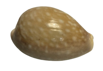 Cypraea achatidea inopinata Cowrie sea shell 1 3/4'' found in FL beaches Sanibel
