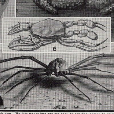 Some Crabs With Strange Habits Illustrated Marine Life 1948 Vintage Print