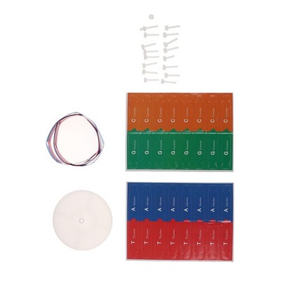 Human Genes DNA Models Double Helix Science Toys Teaching Learning EducatiYEN8