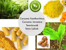 TEMULAWAK POWDER Curcuma Xanthorrhiza Java Turmeric Organic Wild Crafted Herbs