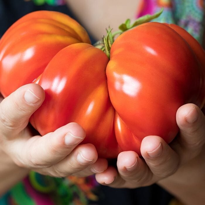 Tomato Seeds Red Big Zac 25 Competition XL Size Organic