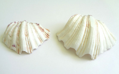 Set Of 2 Bear Paw Clam Shell Sea Shells 3.5 4.62 Inch Hippopus Beach Ocean Craft