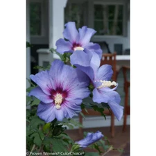 4.5 In. Qt. Azurri Blue Satin Rose of Sharon (Hibiscus) Live Shrub, Blue Flowers