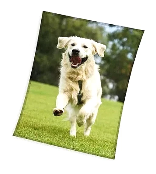 CARBOTEX Golden Retriever Fleece Polar Blanket 150 x 200 cm LARGE - Sofa Throw -Happy Dog