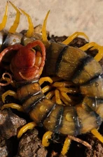 One (1) LIVE Sonoran Tiger Centipede  (Polymorpha)*Bonus Item Included*