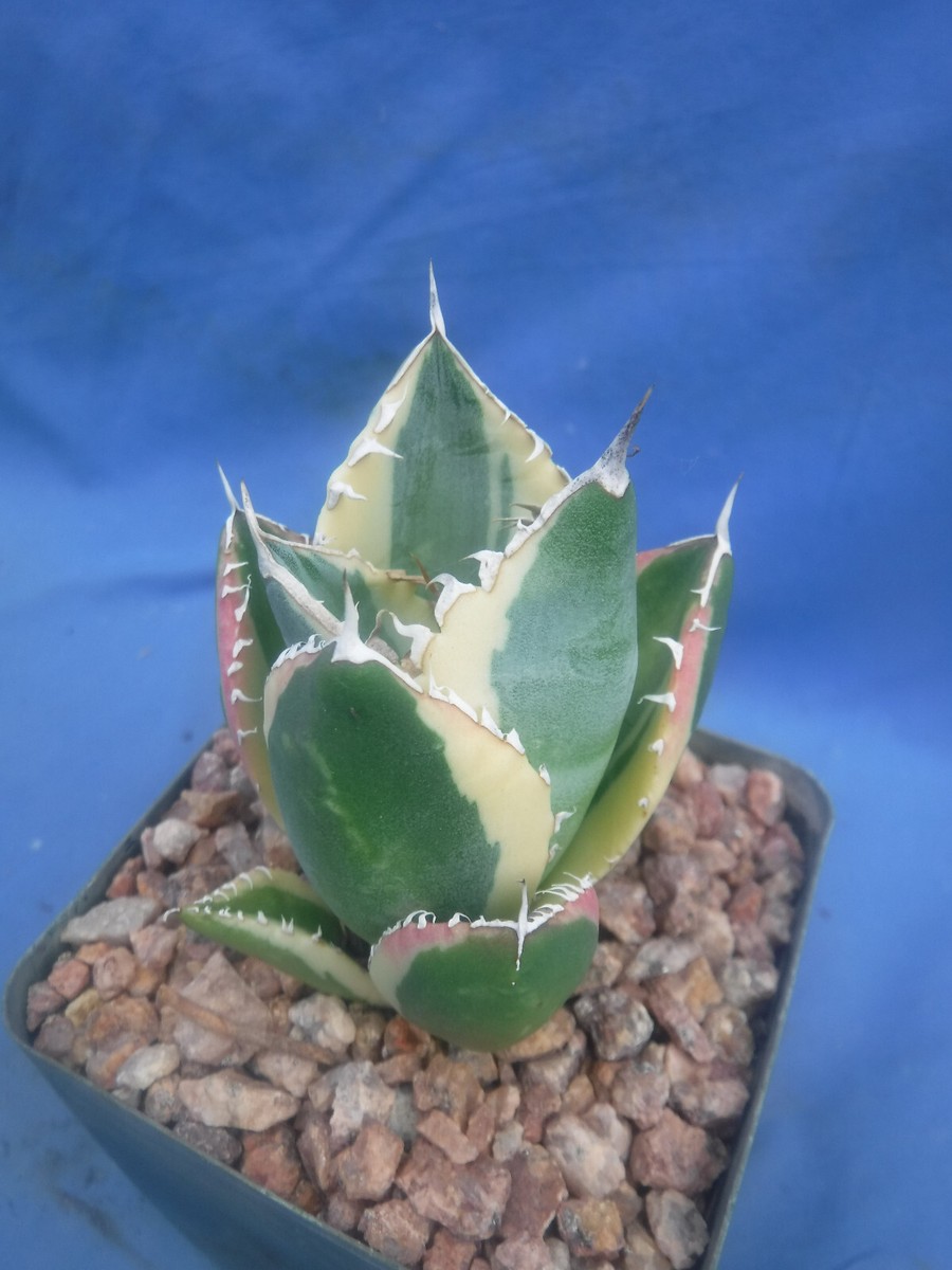 Set of THREE (3) Agave titanota Snaggle Tooth VARIEGATED Set of THREE (3) Agave titanota Snaggle Tooth VARIEGATED
