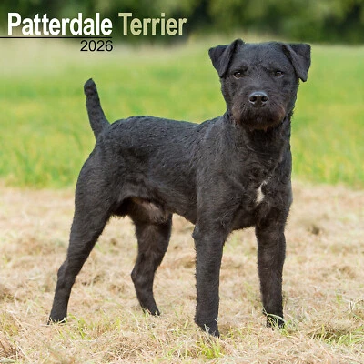 AVONSIDE PUBLISHING LTD Patterdale Terrier 2026 Calendar | Dog Breed Gift Wall 20% OFF MULTI ORDERS
