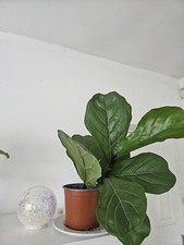 fiddle leaf fig plant