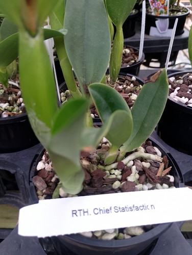 FPOrchids Rth. Chief Satisfaction - Flowering size - Picture 3 of 4