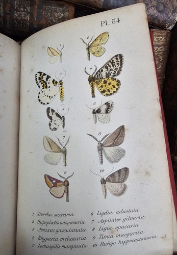 1873 ENTOMOLOGICAL FAUNA LEPIDOPTERA – DESCRIPTIONS OF ALL BUTTERFLIES Engraved - Picture 20 of 24