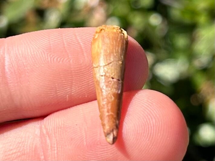 Pterosaur Flying Dinosaur Tooth Fossil Morocco Cretaceous Age Kem Kem