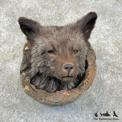 29690 P Silver Fox Head in a Log Taxidermy Mount For Sale