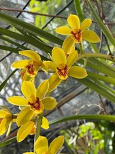 Cymbidium Bob Norton  Tangerine   1 Gallon Pot