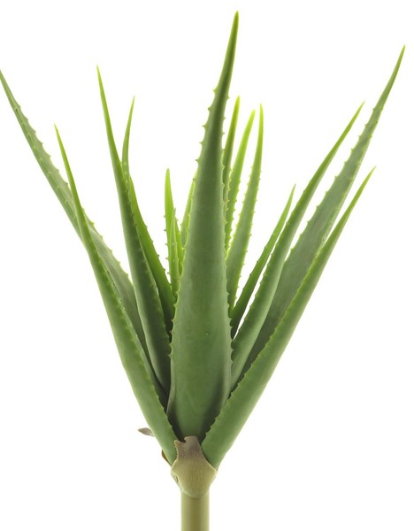 Artplants Deko Sukkulente Aloe Vera Daheng Auf Steckstab, GrüN, 60Cm-image