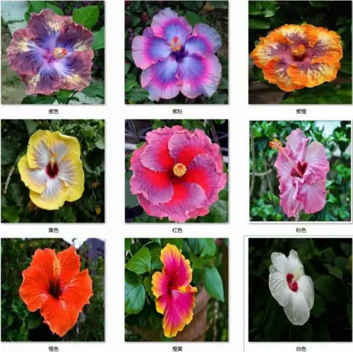 20 EXOTIC RARE HIBISCUS SEEDS for garden flower beds plant bush USA SELLER USPS