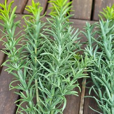 2 x Rosmarin Salbei 30cm Kunstblume Kunstpflanze Strau&szlig; Kr&auml;uter Gr&uuml;n Deko