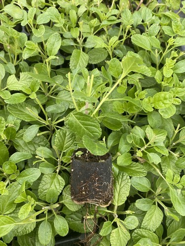 PERENNIAL SALVIA PLUG PLANTS PICK + MIX PAY ONLY ONE POSTAGE COST MIXED FLOWERS - Picture 4 of 88