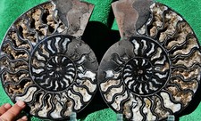 Large Black Ammonite Pair Deep Crystals 210mm XXXXL 8.3" 110myo Fossil a3807xx