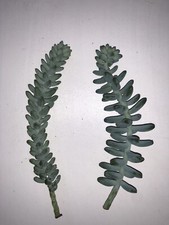 2 x 6inch Sedum Morganianum Burro?s/Donkey Tail inch unrooted cuttings