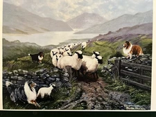 Shetland Sheepdog Color Print by Martha Van Loan 11 x17