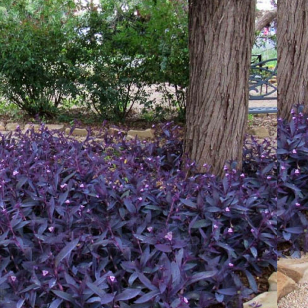 Are Wandering Jew Plants Dangerous To Dogs