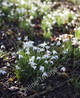 Foto 6x4 Sewerby Schneeglöckchen Bridlington Einige dieser Blumen sind bereits c2011