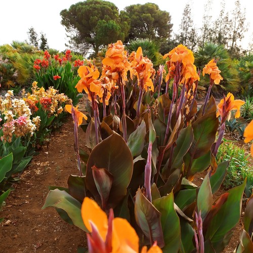Bulbi Di Canna Indica 4 Pezzi | Rosso Con Bordo Giallo | Per Giardinieri Principianti E Esperti - Foto 5