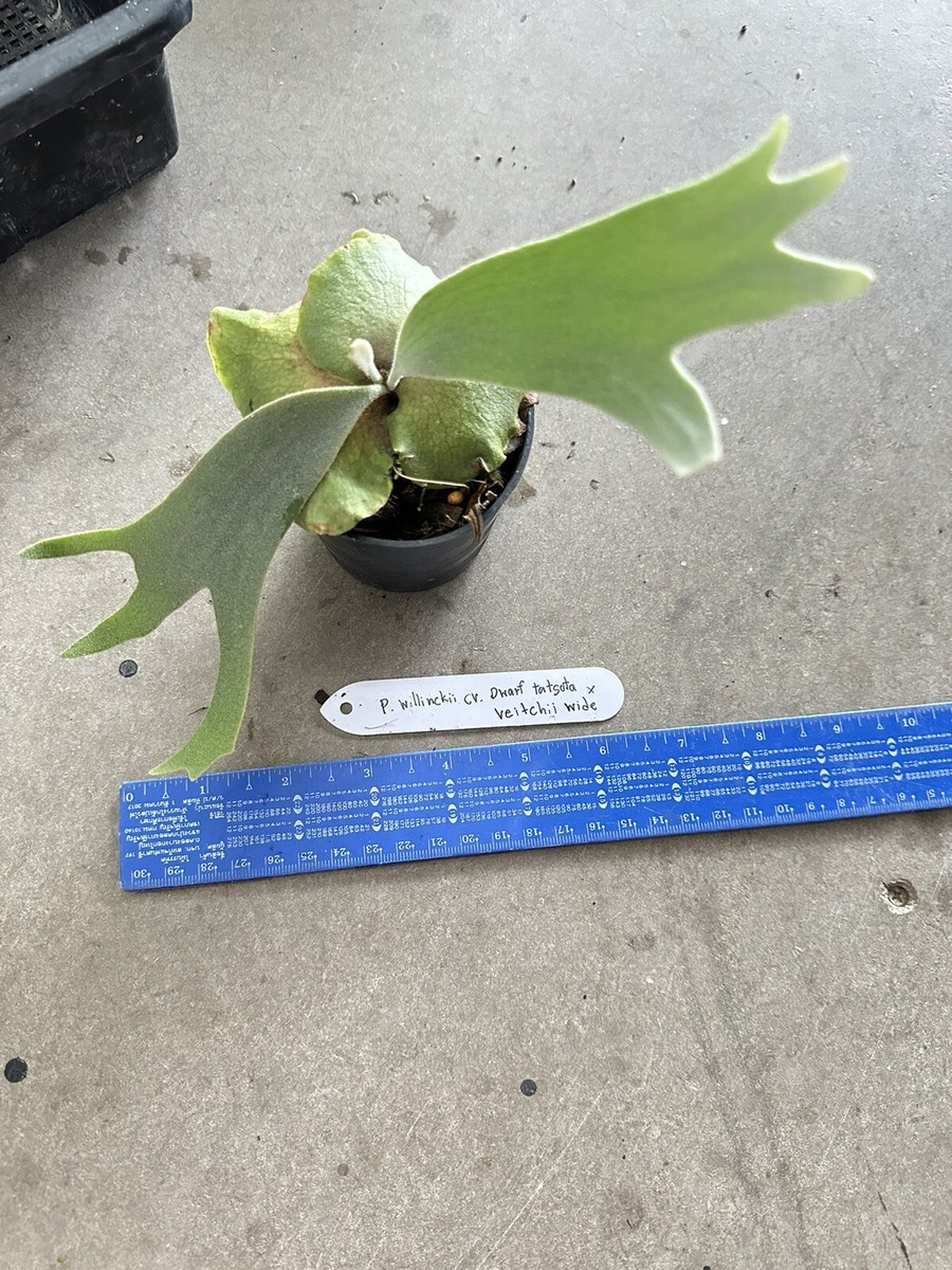 P. willinckii ’Jenny’ TC 1608 P. willinckii 'Jenny' TC 1608 Platycerium willinckii 'Jenny