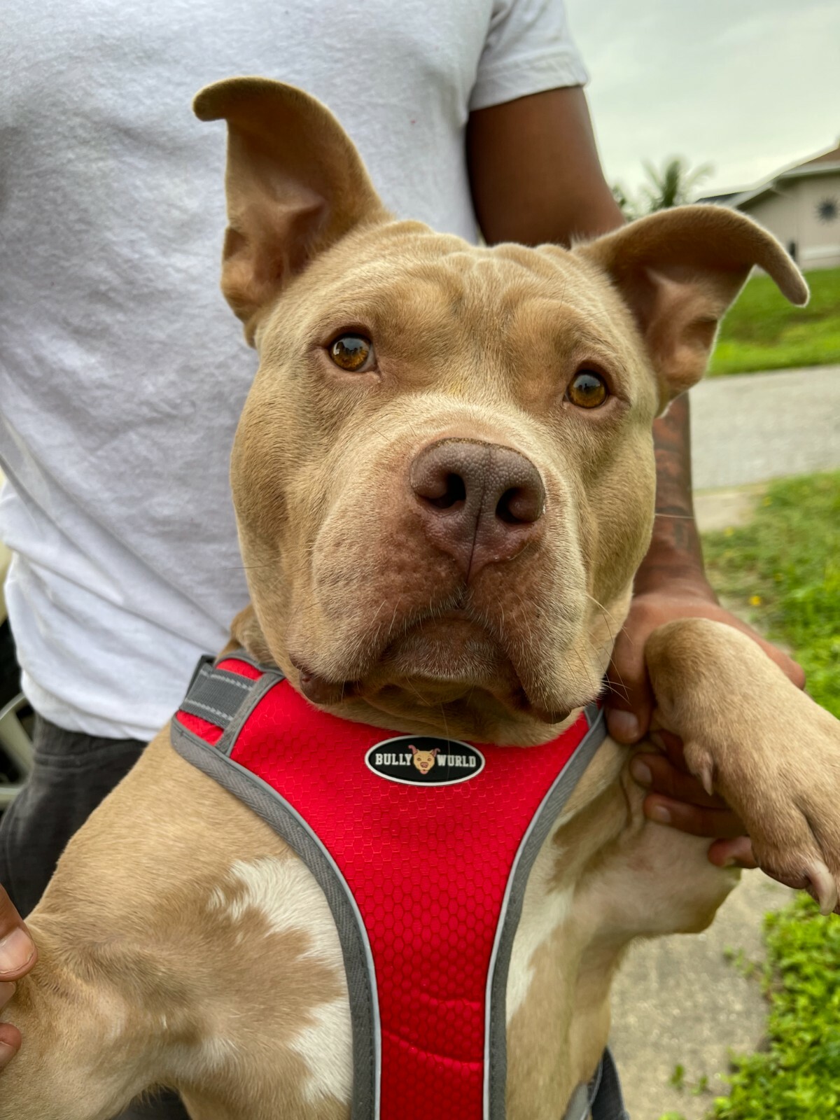 Dog Harness Big Dogs Sz S-XL, Nylon, Reflective(fits all breeds)(Bully Wurld)