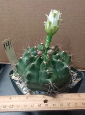 Gymnocalycium anisitsii Glossy Green Overgrown Chin Cactus 141