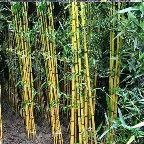 50 + Bamboo Vulgaris Schrad Seeds
