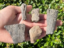 NICE Texas Fossil Marine Reptile Bones LOT Mosasaur Plesiosaur Turtle Ozan Fm