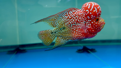 Premium Super Red Dragon Flowerhorn - Vibrant Red - High Quality