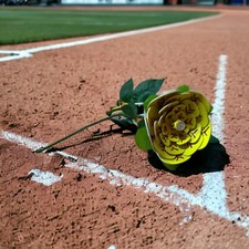 SOFTBALL ROSES FLOWERS