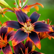 LILIUM Forever Susan Mahogany/Orange PERENNIAL GARDEN SUMMER FLOWER Size 10-12cm