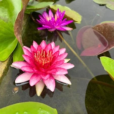 Perry's Baby Red Hardy Waterlily Tuber Live Freshwater Plants Colorful Flower